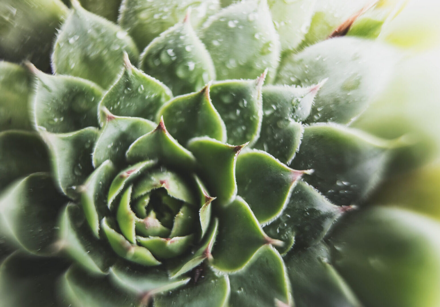 Close-up of a green succulent plant.