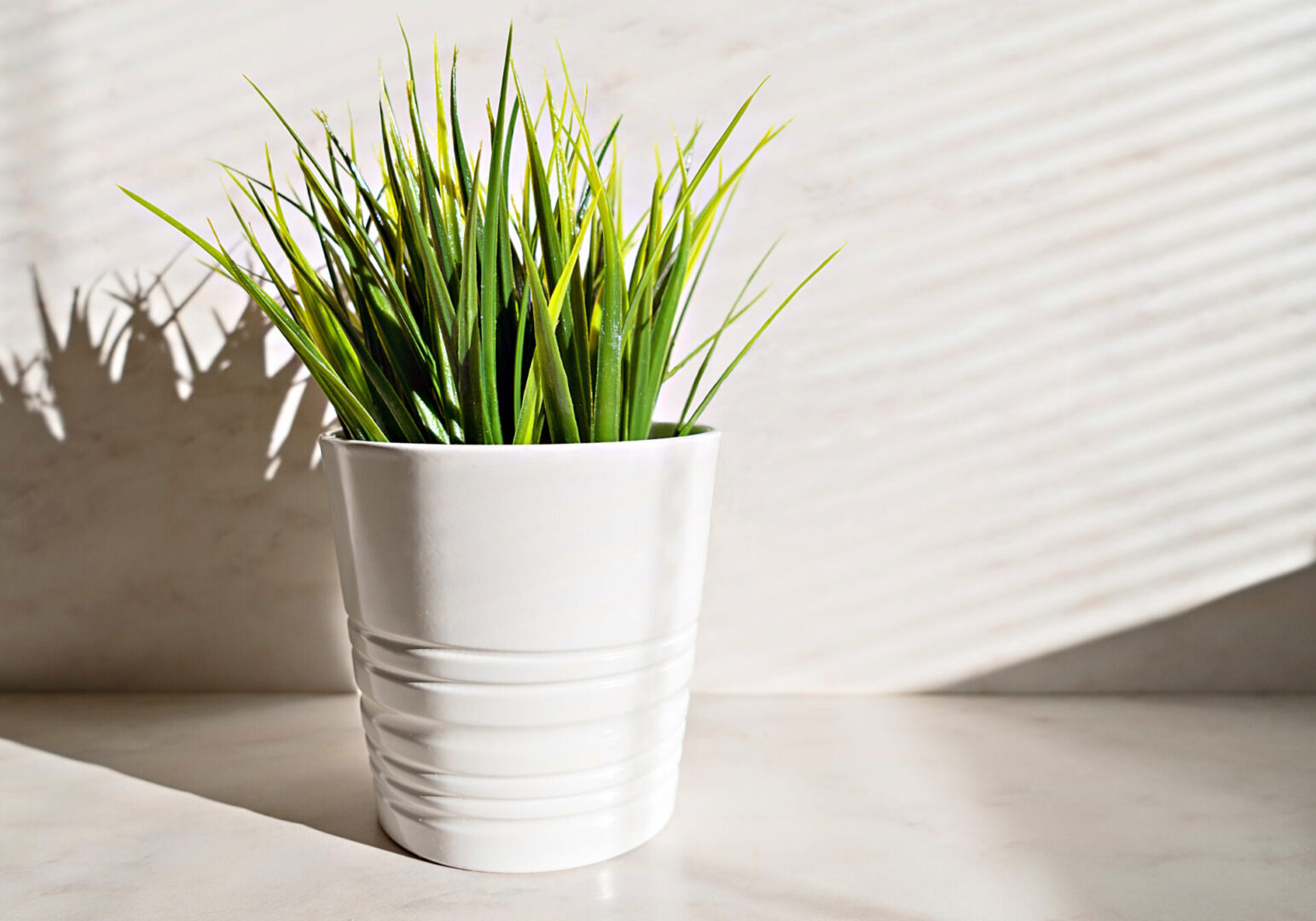 Potted plant with sunlight and shadows.